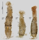 Ptygura brachiata