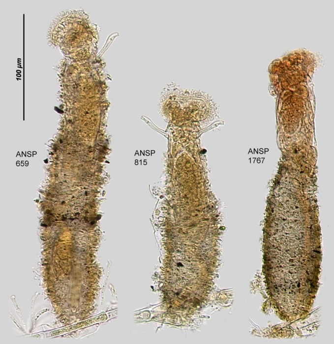 Ptygura brachiata