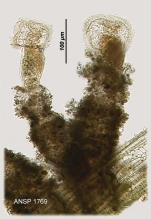 Ptygura crystallina