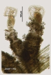 Ptygura crystallina