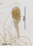Ptygura melicerta