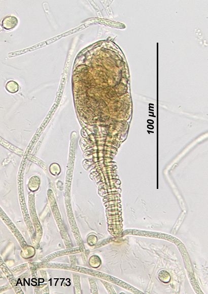 Ptygura melicerta