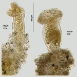 Ptygura beauchampi