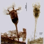 Collotheca tenuilobata