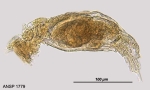 Rotaria citrina
