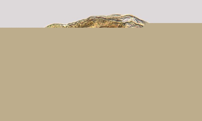 Rotaria citrina