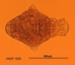 Philodina alata