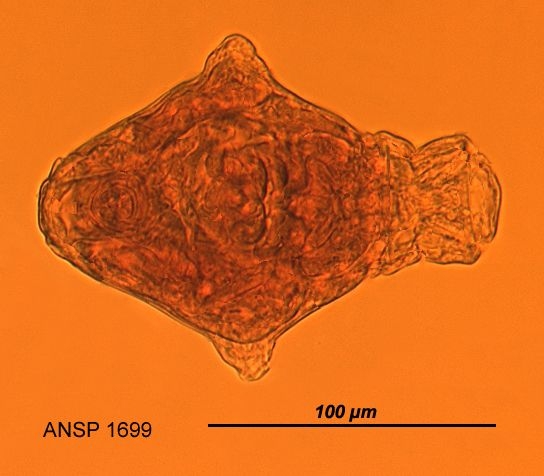 Philodina alata