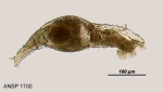 Philodina citrina