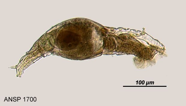 Philodina citrina