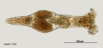 Philodina inopinata
