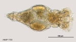 Philodina megalotrocha