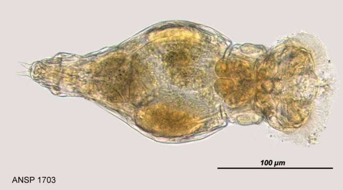 Philodina megalotrocha