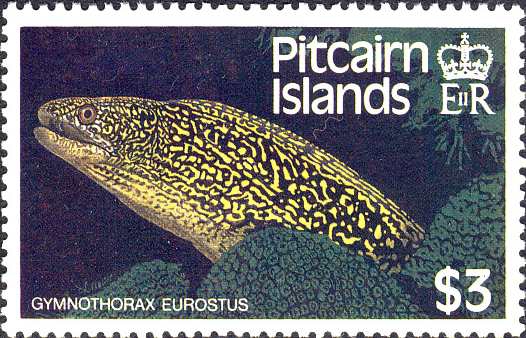 Gymnothorax eurostus Gymnothorax eurostus