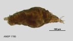 Rotaria tardigrada