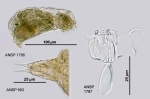 Rousseletia corniculata