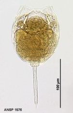 Lecane crenata