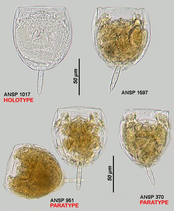 Lecane gallagherorum