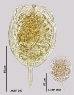 Lecane punctata