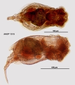 Euchlanis parva