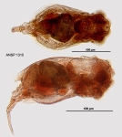 Euchlanis parva