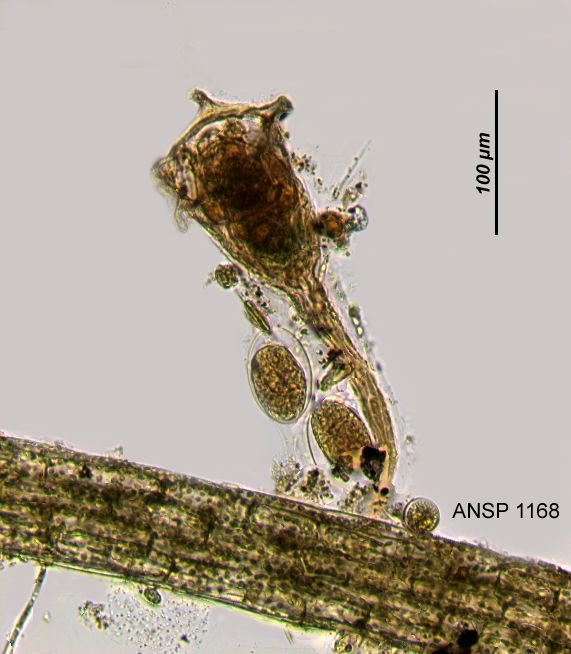Collotheca coronetta