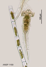 Collotheca campanulata