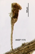 Collotheca ornata