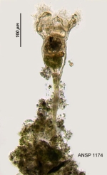 Collotheca trilobata