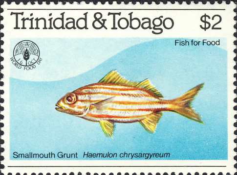 Haemulon chrysargyreum Haemulon chrysargyreum