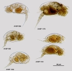 Colurella adriatica