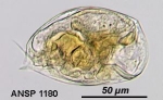Colurella uncinata deflexa