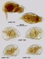 Colurella uncinata bicuspidata