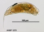 Trichocerca tenuior