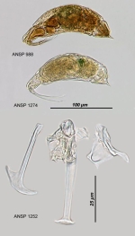 Trichocerca tigris