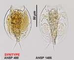 Lepadella akrobeles