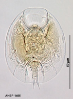 Lepadella lindaui