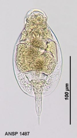 Lepadella astacicola