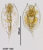 Lepadella imbricata
