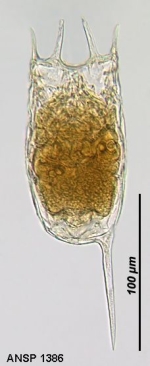 Keratella tropica