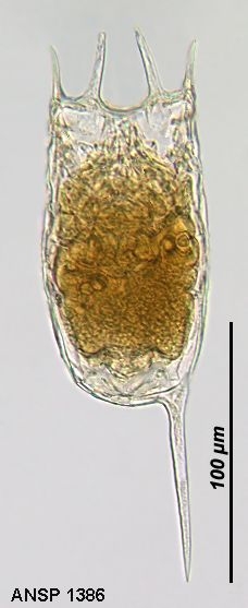 Keratella tropica