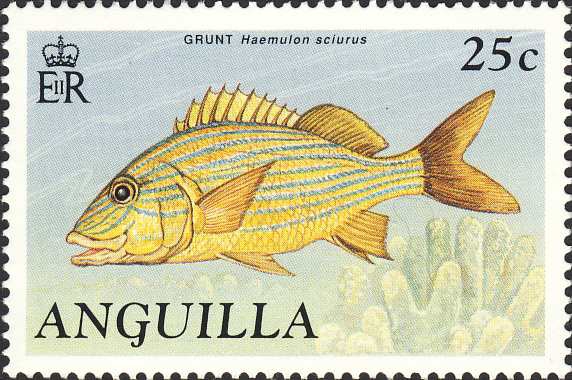 Haemulon sciurus Haemulon sciurus