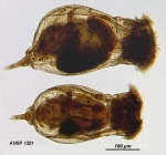 Enteroplea lacustris