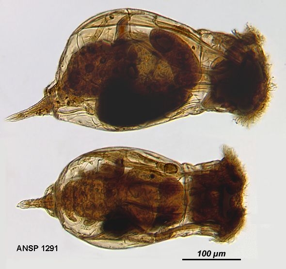 Enteroplea lacustris