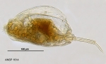 Mytilina bicarinata