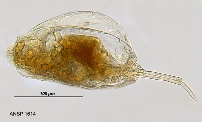 Mytilina bicarinata