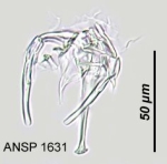 Notommata glyphura