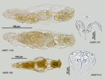 Proales fallaciosa