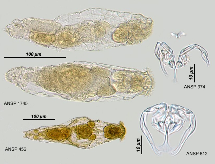 Proales fallaciosa