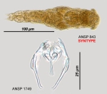 Proales palimmeka